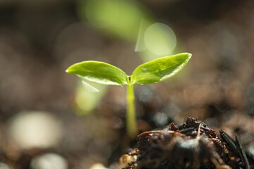 水滴が綺麗な植物