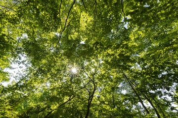 Fototapeta na wymiar 緑の葉が綺麗な森の中