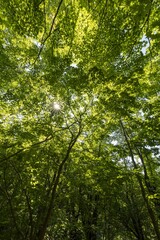 緑の葉が綺麗な森の中