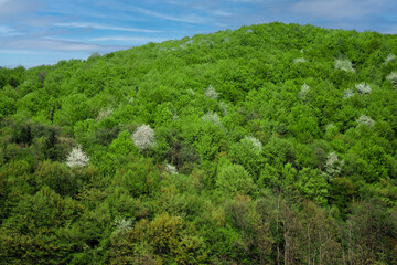Fototapeta na wymiar Spring landscape in a mountainous area and forest on a sunny day.