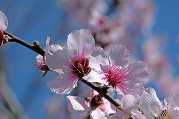 バラ科のアーモンドの花の咲く風景