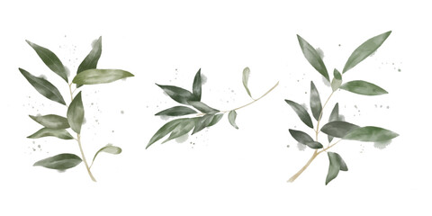Watercolour set of olive branches. Paper texture. Botanical art for wedding decor, business cards and logos