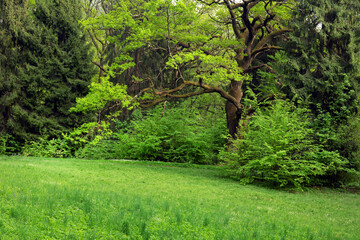 Fototapeta na wymiar Morning light in spring park with green grass field
