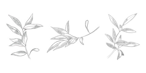 Olive branches for logos. Outline botanical set with three leaves branches. Botanical sketch for tattoo, logo, prints