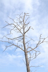 bare tree in the sky