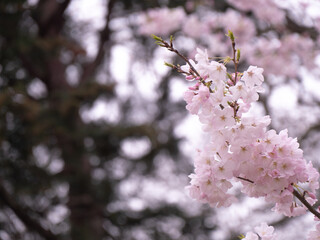 cherry blossoms