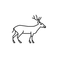 the deer walks on its thin legs