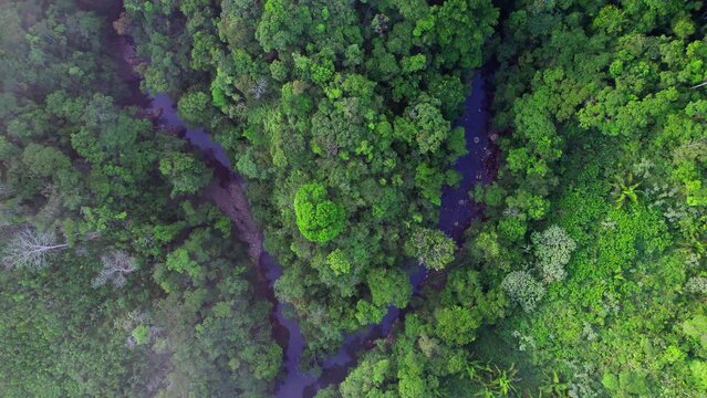 Establishing shot of dense forests with rivers running between in Penonome, Cocle, Panama.