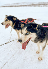 Husky Dog Sledging In Tana Bru, Norway