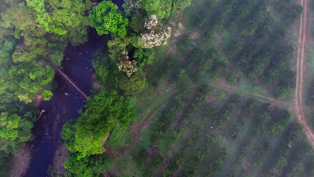 top-down shot of a cloudy orange grove in Penonome, Cocle province, Panama.