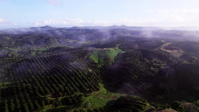 Vast cloudy landscape of a large orange grove in Penonome, Cocle province, Panama.