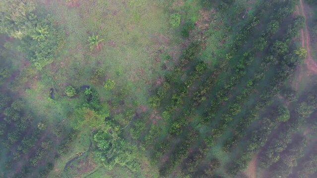 aerial shot of tracks and rows in an orange grove in Penonome, Cocle province, Panama.