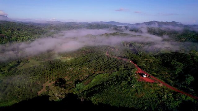 Descending shot over a cloudy orange grove in Penonome, Cocle province, Panama.