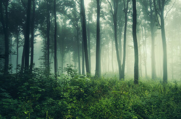 fantasy green forest landscape in morning fog