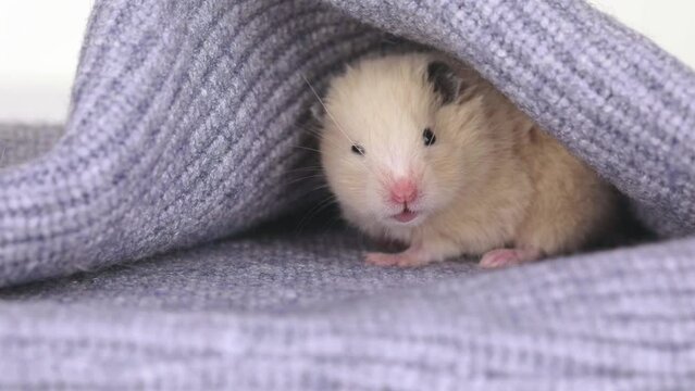 cute brown hamster sits in a gray knitted fabric