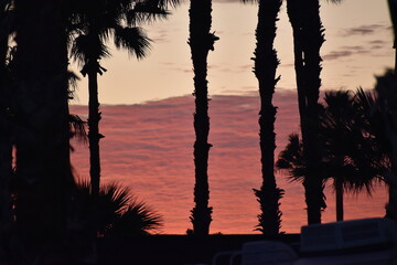 Early morning palm tree silhouettes in front of a pink red orange and blue high cloud bank