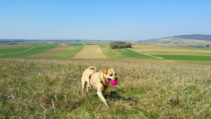 Kleiner Hund beim Ball spielen 