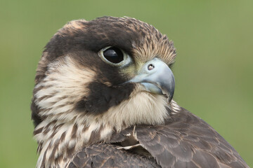 Portrait of a Peregrine Falcon against a green background
