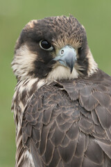 Portrait of a Peregrine Falcon against a green background
