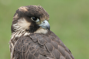 Portrait of a Peregrine Falcon against a green background
