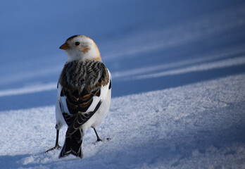 A snow sparrow in winter, Sainte-Apolline, Québec, Canada