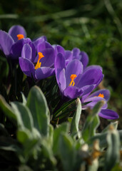 Distillation of saffron, reproduction of primroses.Spring delicate flower.