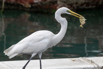 2023 Mar 21,Hong Kong.Great egret (Ardea alba) catching fish by the sea side near the city.
