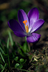 Delicate spring flower. Lonely flower of saffron.