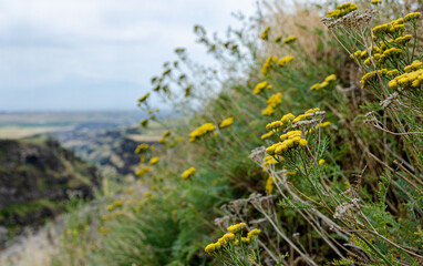 Scenic view of the mountains and valleys. Yellow flowers in the foreground. The background is blurry