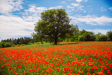 Ein Feld voll mit rotem Mohn mit großem Baum