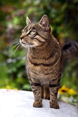 beautiful portrait of a tabby domestic cat looking to the side, standing in the garden on a bag