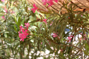 Pink oleander flowers in the garden. Selective focus.