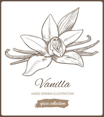 Fototapeta premium Hand drawn vanilla flower isolated on white background. Spice for sweets, coffee and bakery. Vector Illustration.