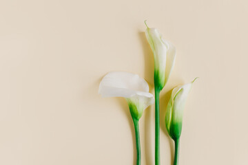 Beautiful white Calla Lilies flowers on a yellow pastel background.