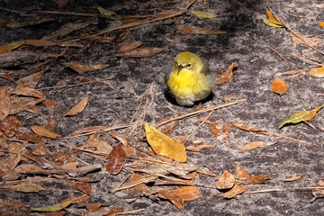 Baby Pine Warbler sitting on ground surrounded by leaves