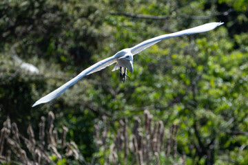 Egret in flight, head on