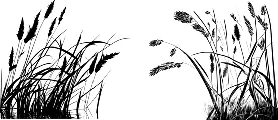 Image of a silhouette reed or bulrush on a white background.Monochrome image of a plant on the shore near a pond.