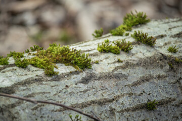Little green moss island growing on the gray tree bark in a forest