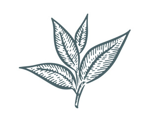 Green tea leaves. Hand drawn, vector.	

