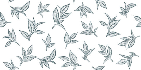 Green tea leaves. Hand drawn, vector.	
