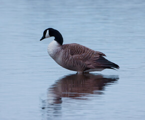 A beautiful animal portrait of a Goose.
