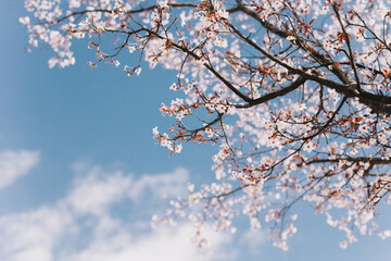 Beautiful peach branch with pink blossom in a blue sky. Spring background.