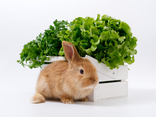 rabbits and fresh greens salad parsley carrot cabbage on a white background - 583510773