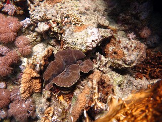 Red sea colorful giant clam shells