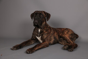 CHIEN  cane corso bringer dans un studio photo