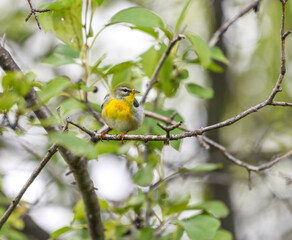 Northern Parula 