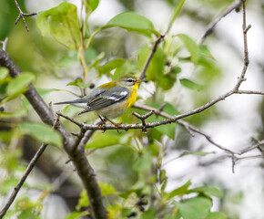 Northern Parula
