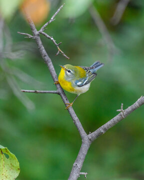 Northern Parula looking up