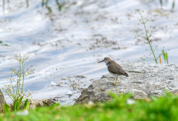 Spotted Sandpiper