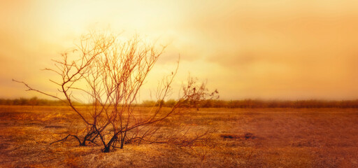Burnt trees and plants after big  wildfires.Global warming,Ecology concept background.